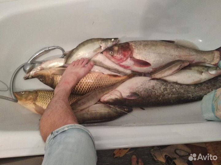 Рыбалка и отдых в Астрахани