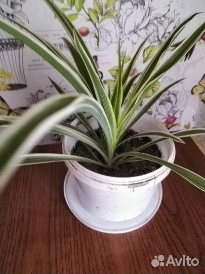 Хлорофитум