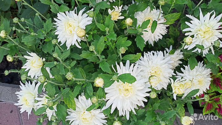 Кусты хризантем