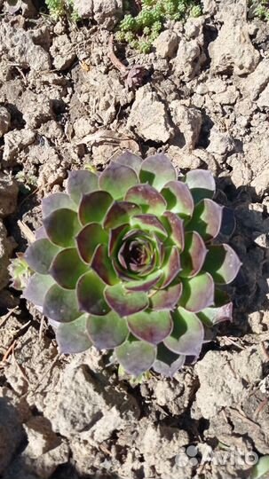 Каменная роза