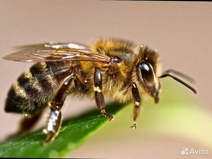 Пасека и оборудование