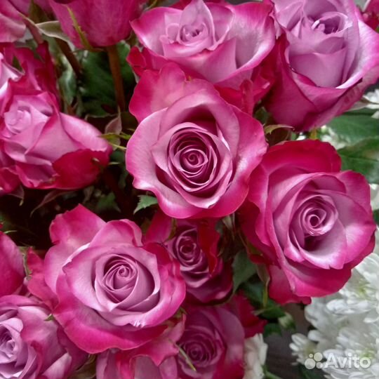 Шикарные розы