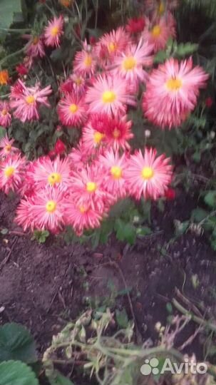 Гайлардии и другие многолетки