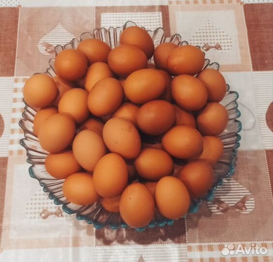 Домашние куриные яйца