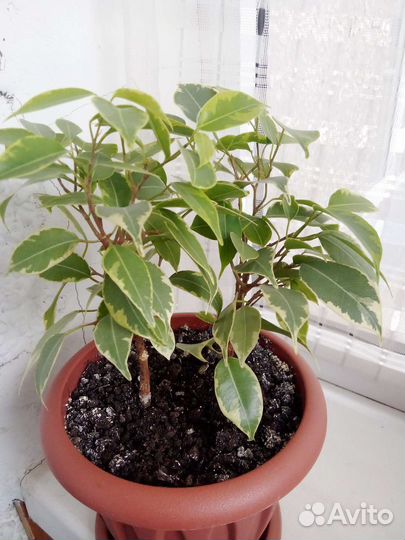 Фикус Бенджамина Твайлайт, Кинки, Микрокарпа