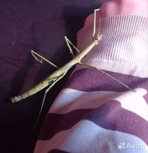 Анамские палочники