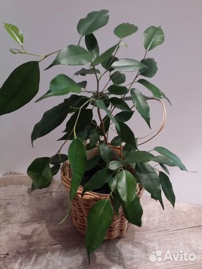 Фикус Бенджамина в плетеном кашпо