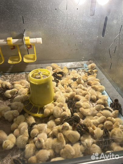 Перепелята суточные