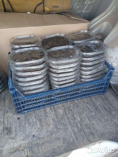 Черви зеленые