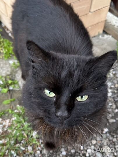 Кот