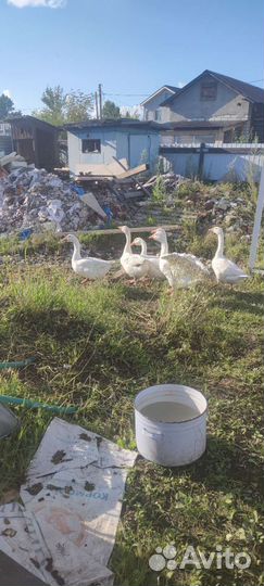 Продам гусей на мясо