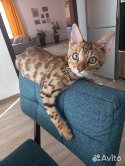 Бенгальская кошка