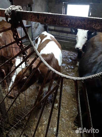 Продам 3-х бычков