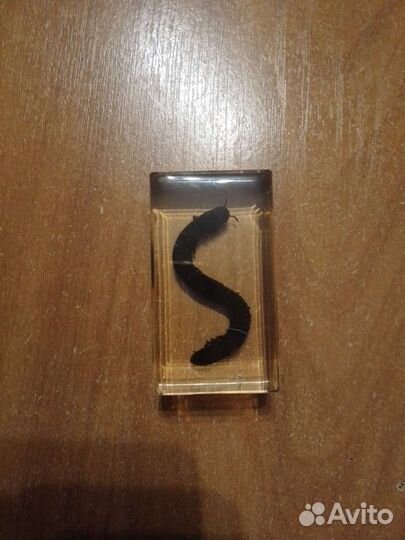 Насекомые и их знакомые. Кивсяк