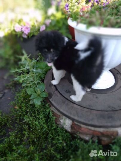 Щенки в добрые руки