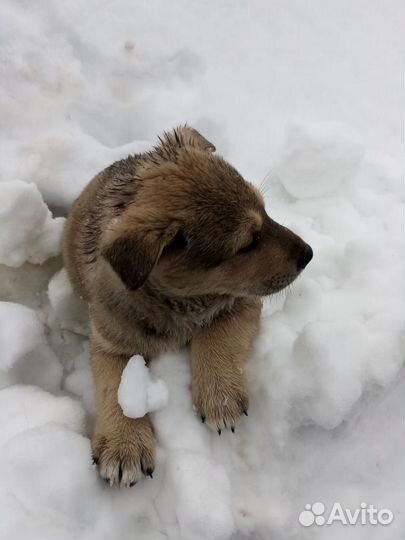 Щенки бесплатно в добрые руки