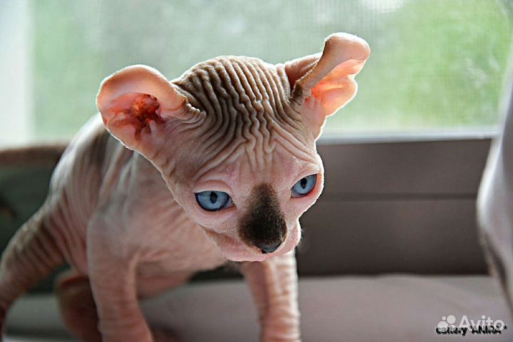 Которебенок мальчишка