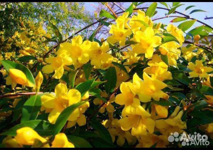 Садовый зимний жасмин