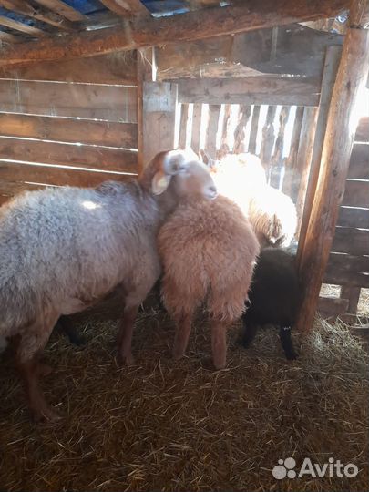 Бараны овечки