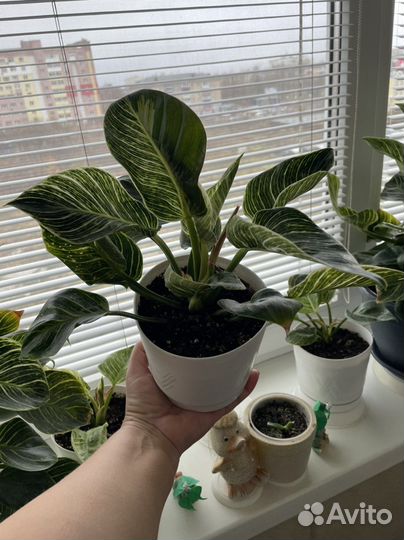 Филодендрон Биркин