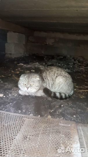 Продаются вислоухие котята