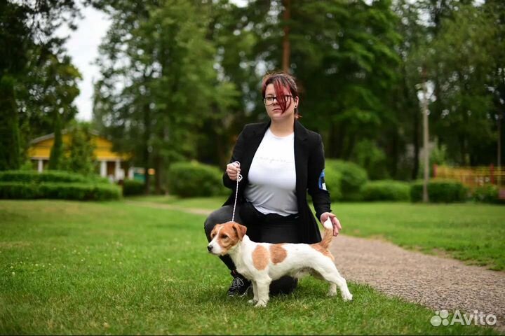 Дрессировка собак, кинолог, хендлер, зоопсихолог