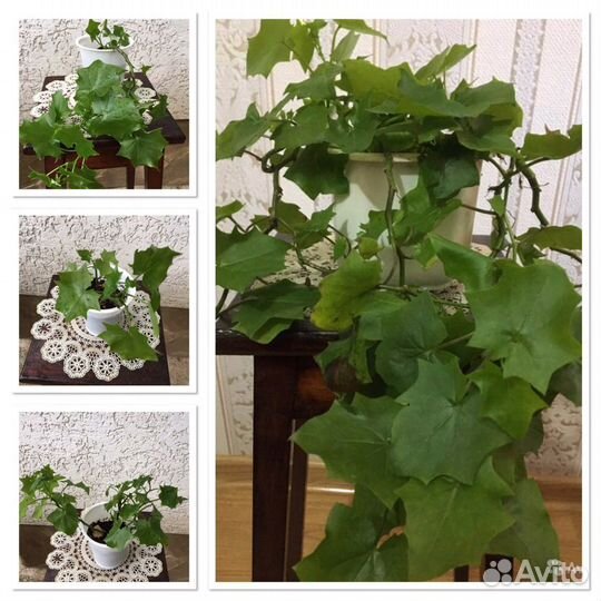 Комнатное растение.Плющ домашний