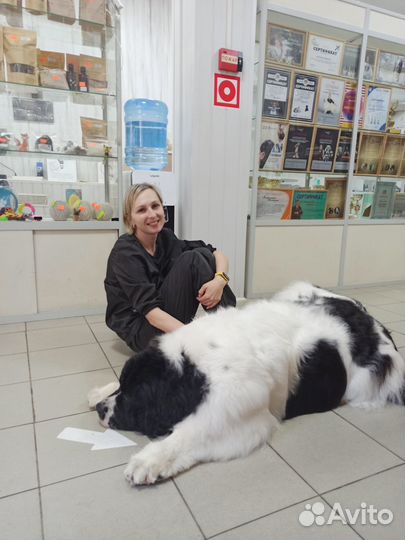 Груминг собак крупных пород. Экспресс-линька