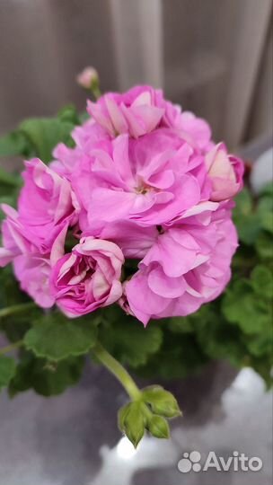 Пеларгония герань Ю-Дикая роза