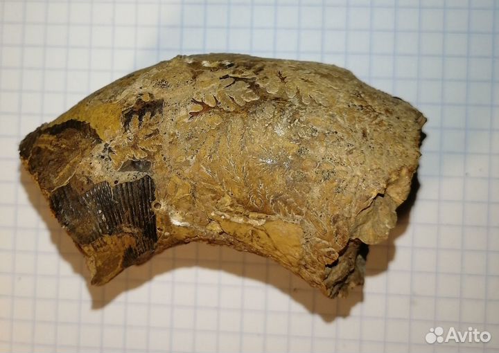 Фрагмент аммонита (biаsaloceras)