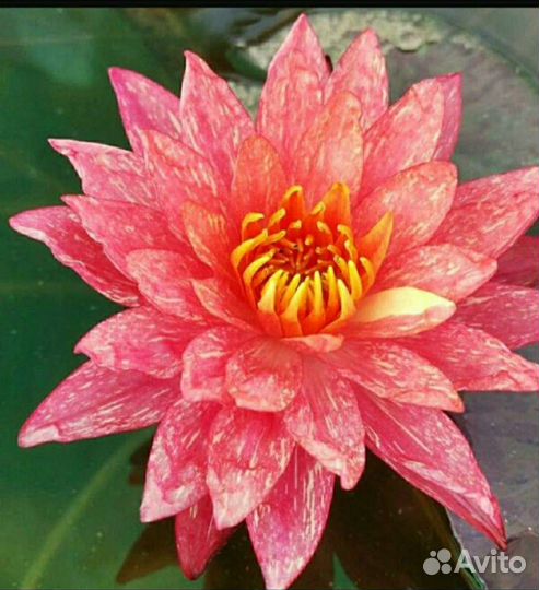 Нимфея, лотос, водное растение