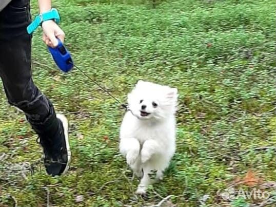 Шпиц ласковая плюшечка 5.5 мес