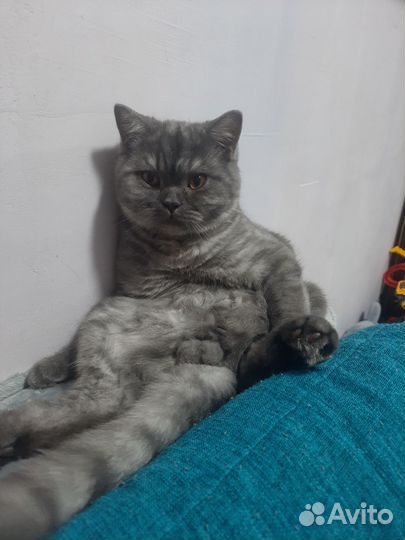 Шотландский прямоухий котик на вязку