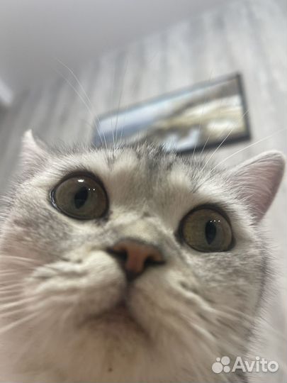 Кошка британка