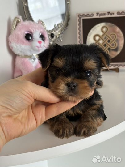 Йорк мальчик