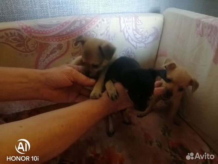 Той-терьер щенки