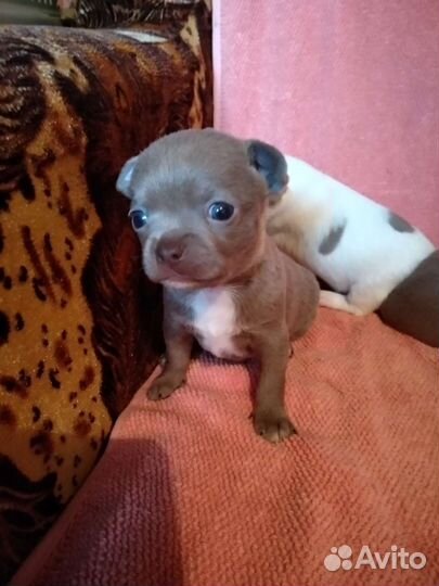 Щенки лиловые