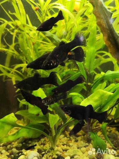 Аквариумные рыбки моллинезии