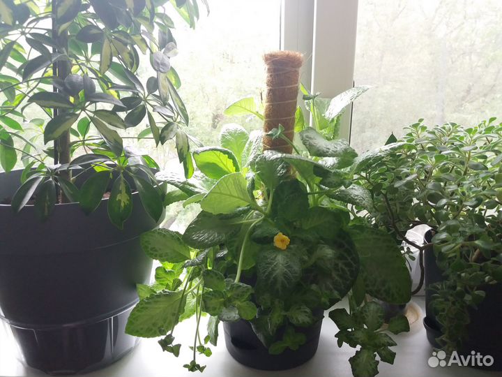 Эписция взрослая, цветущая. Аихризон