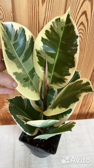 Фикусы каучуконосные Эластика Тинеке, Бейлиз