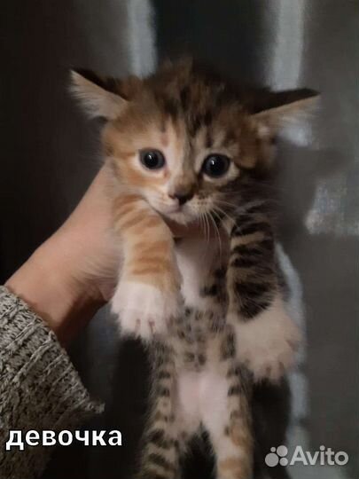 Кошка в дар бесплатно