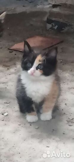 Игривые Котята 2 месяца