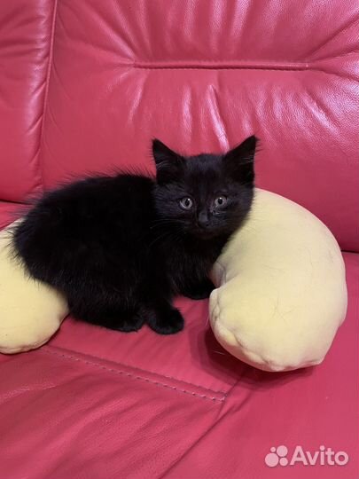 Кошка 1,5 месяца