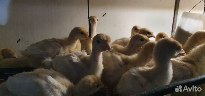 Инкубационное яйцо индейка бройлер утка