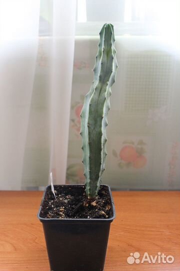 Кактусы и суккуленты