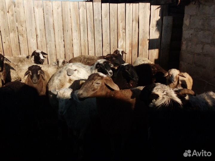 Овцы бараны