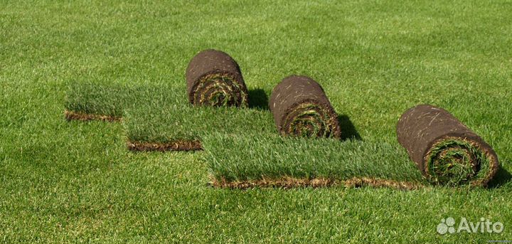 Рулонный газон. Срез в день доставки