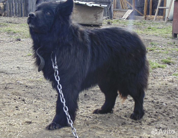 Блэк - молодой кастрат на охрану в дар