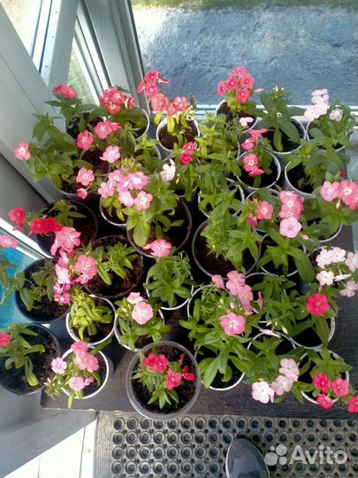 Петуния и флоксы для клумб и балкона