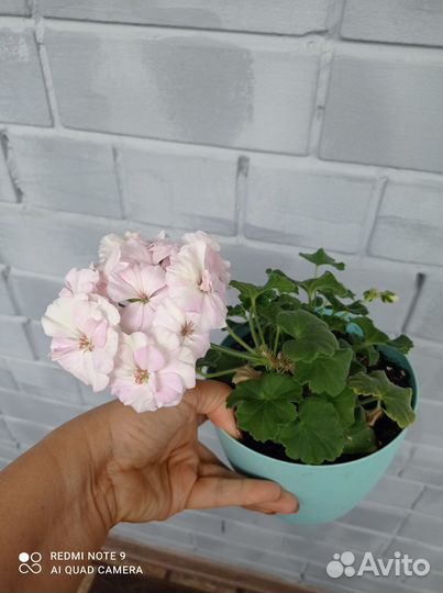 Продам пеларгонию